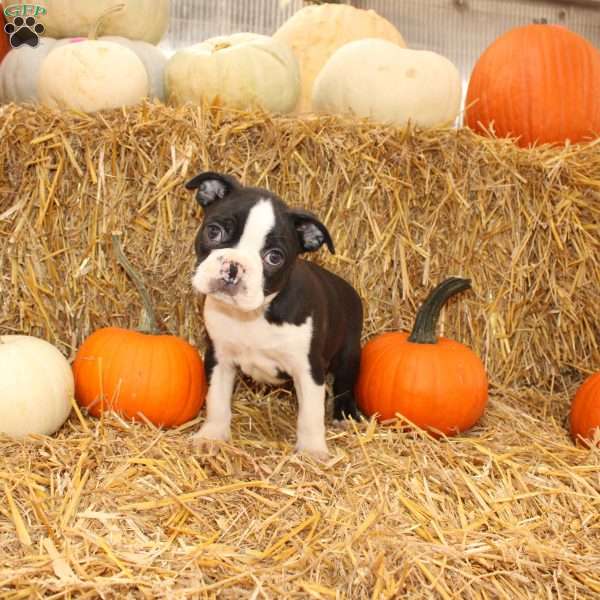 Jared, Boston Terrier Puppy